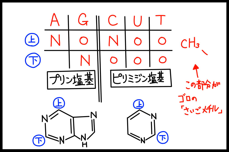 DNAやRNAの核酸塩基の構造式を覚えるためのゴロや表